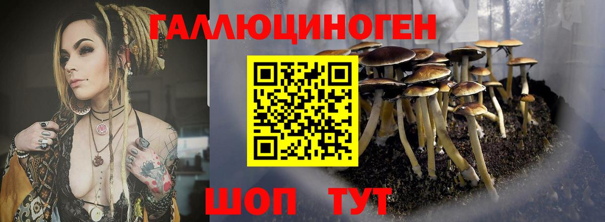 Псилоцибиновые грибы Psilocybe Бутурлиновка